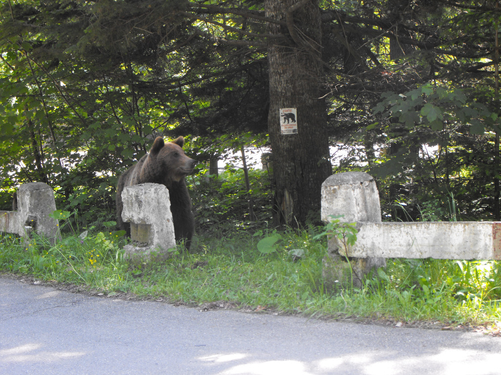SINAIA